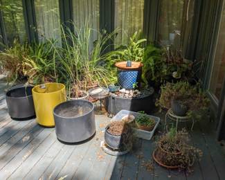 Lot of plants and pots