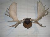MOOSE ANTLERS