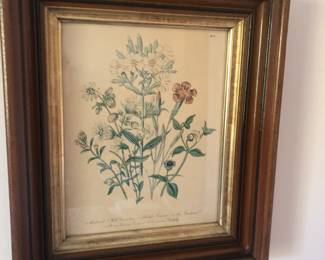 Antique Botanical prints