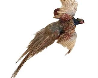 Lot 035   
Ringneck Pheasant Taxidermy Wall Mount