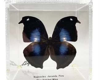 Lot 235  
Peruvian Blue Hatchet Wing Butterfly, Taxidermist Signed