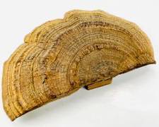 15.5 Large Mushroom on stand Hippie Boho
