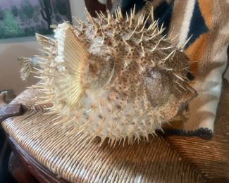 Large Taxidermy Puffer Fish