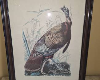 Audubon Wild Turkey Print
