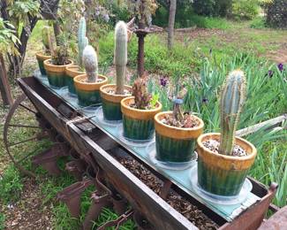 Cactus in Pottery Planters