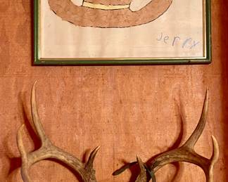 Deer Antlers