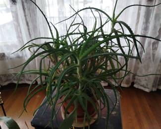 Live Plant Candelabra Aloe