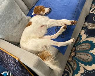 Winston is not for sale! :)