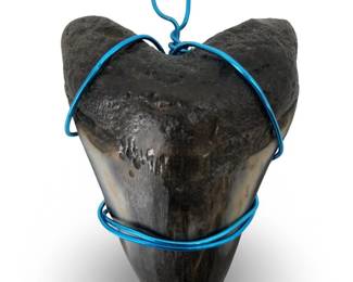 Large Megalodon Shark Tooth Pendant