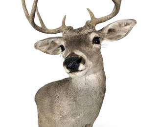 8PT Whitetail Deer Shoulder Mount Taxidermy
