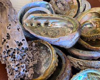 Collection of Abalone Shells