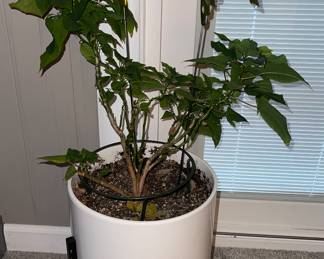 Plant w Stand and Hummingbirds