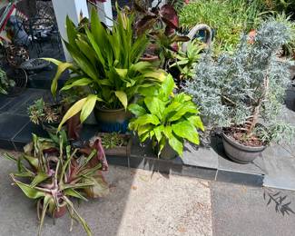 Variety of plants 