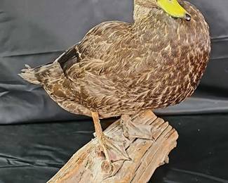 Lovely Mallard Duck on a Log Taxidermy Mount