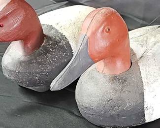 Pair of Canvasback Diving Ducks