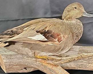 Gadwall Duck Taxidermy Bird Mount