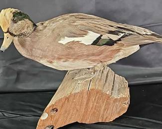 Beautifully Colored Storm Wigeon Taxidermy Mount