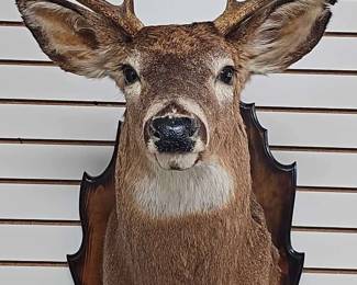 White Tailed Deer Head Trophy Mount