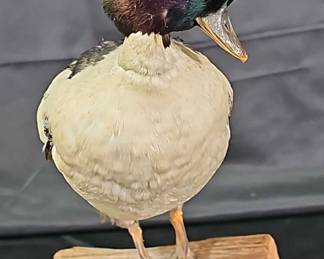 Wide Eyed Duck Taxidermy Mount