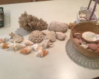 Coral and shells