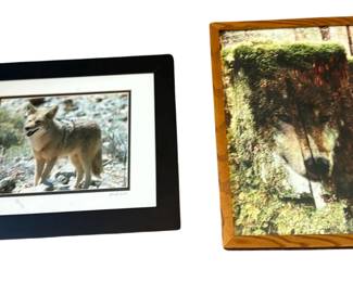 Framed Matted Art Photograph Brad Scoular & Print Wolf Wolves