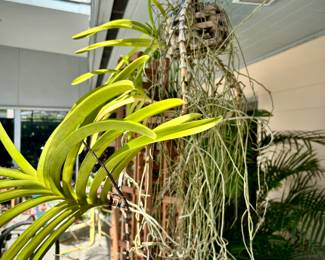 Several mature orchids - also three tall wood wine racks