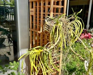 Several mature orchids - also three tall wood wine racks