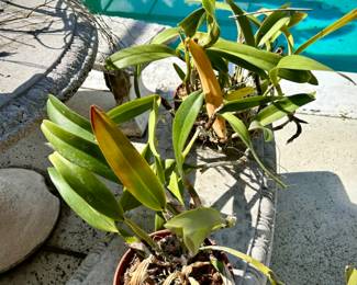 Several mature orchids