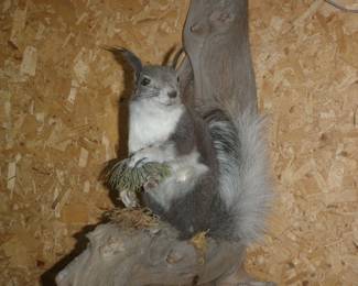 Squirrel mount