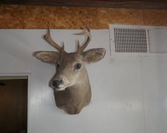 Deer mount