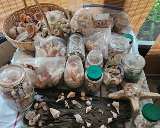 Assorted shells in jars and most priced