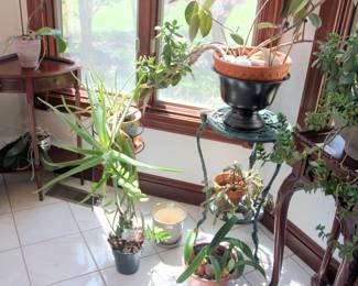 Live Houseplants