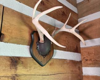 Mounted antlers 18" x 16"