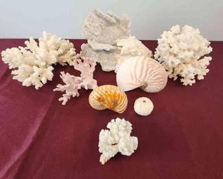 Shells and coral collection two