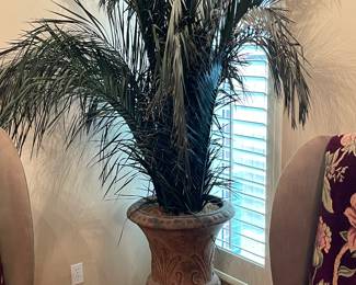 preserved palm tree