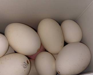 So Many Eggs