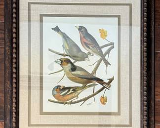 Hand-Colored Bird Prints - 2 Available. Each Measures 18" x 20.5". Photo 1 of 2.