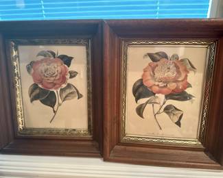Vintage Pair Lithograph Camellia Poeniflore 