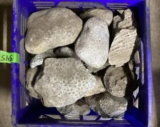 Variety of fossils & rocks