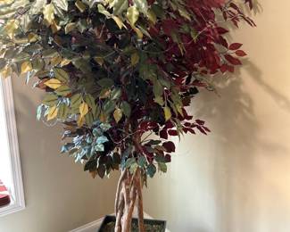 Faux Ficus $35