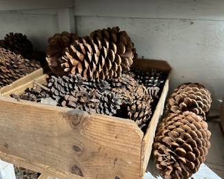 Pinecones