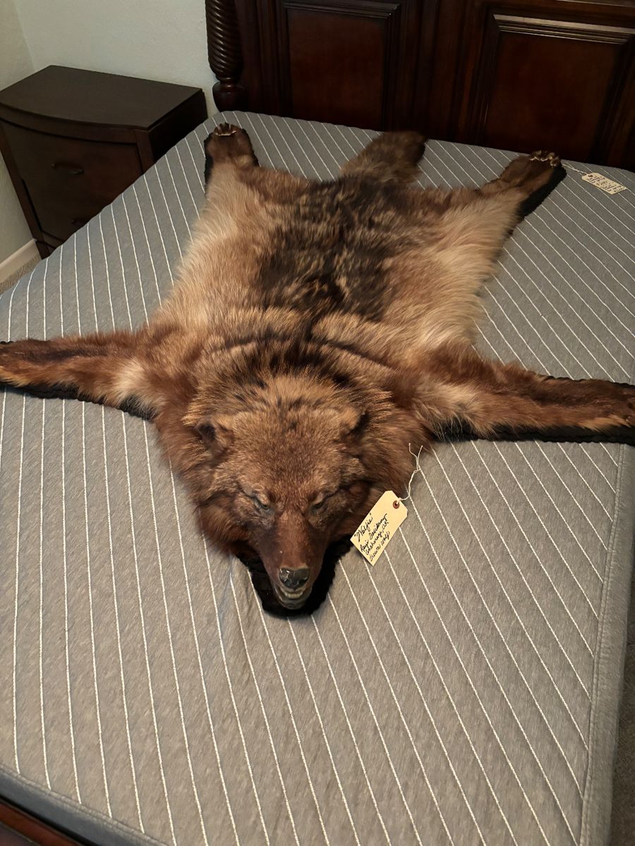 Brown wolf shot in Alaska