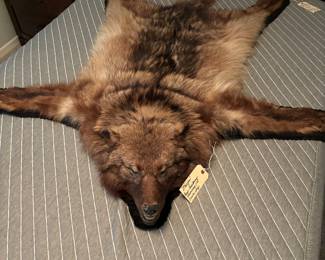 Brown wolf shot in Alaska