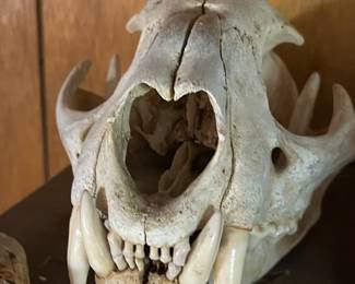 skull of a bobcat