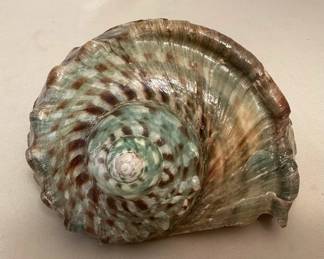 MMS093 Large Green Turbo Shell With Operculum