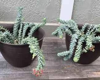 MMS147 Two Large Donkey Tail Succulent Plants 