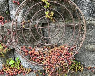 Hanging Succulent with Wire Frame
