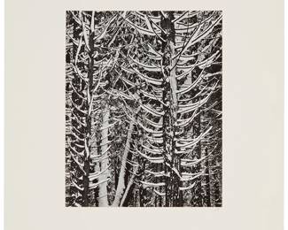 96
Ansel Adams
1902-1984
"Forest Detail, Winter," 1949
Gelatin silver print on paper mounted to a board mount
From an edition of unknown size; printed later by an assistant to Ansel Adams
Initialed in pencil lower margin, at right: AR; with the Photographs of Yosemite Special Edition ink stamp, verso
Image/Sheet: 9.375" H x 7.625" W; Mattboard mount: 16.5" H x 13.375" W
Estimate: $1,000 - $1,500