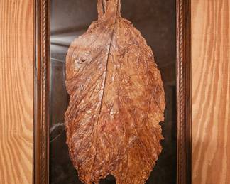 Tobacco Leaf Painting, much nicer in person