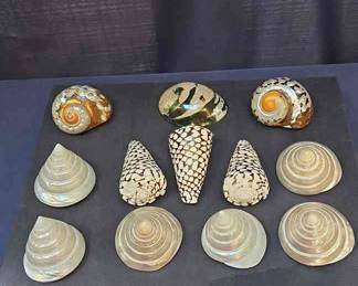 SEA SHELLS FROM THE PHILLIPINES